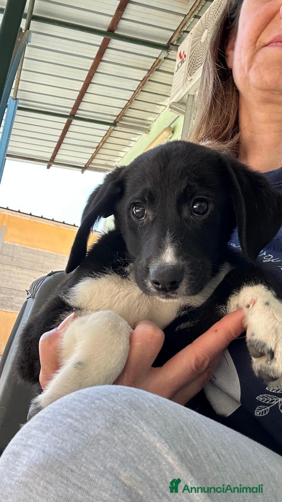 Meticcio cani Omar  - Annuncio 2