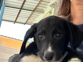 Meticcio cani Omar - Annuncio 2