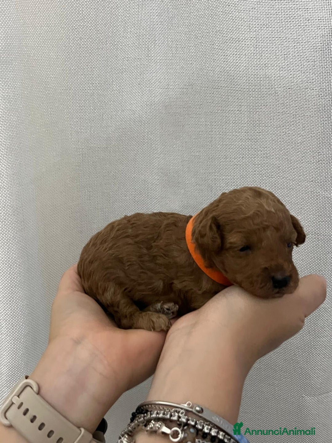 Barboncino Toy cani in vendita: Barbone toy - Annuncio 9