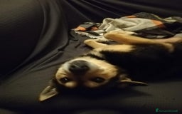 Meticcio cani in regalo: ACHILLE, 6 ANNI, TG PICCOLA, 9.5 KG. a Provincia di Bergamo - Immagine 4