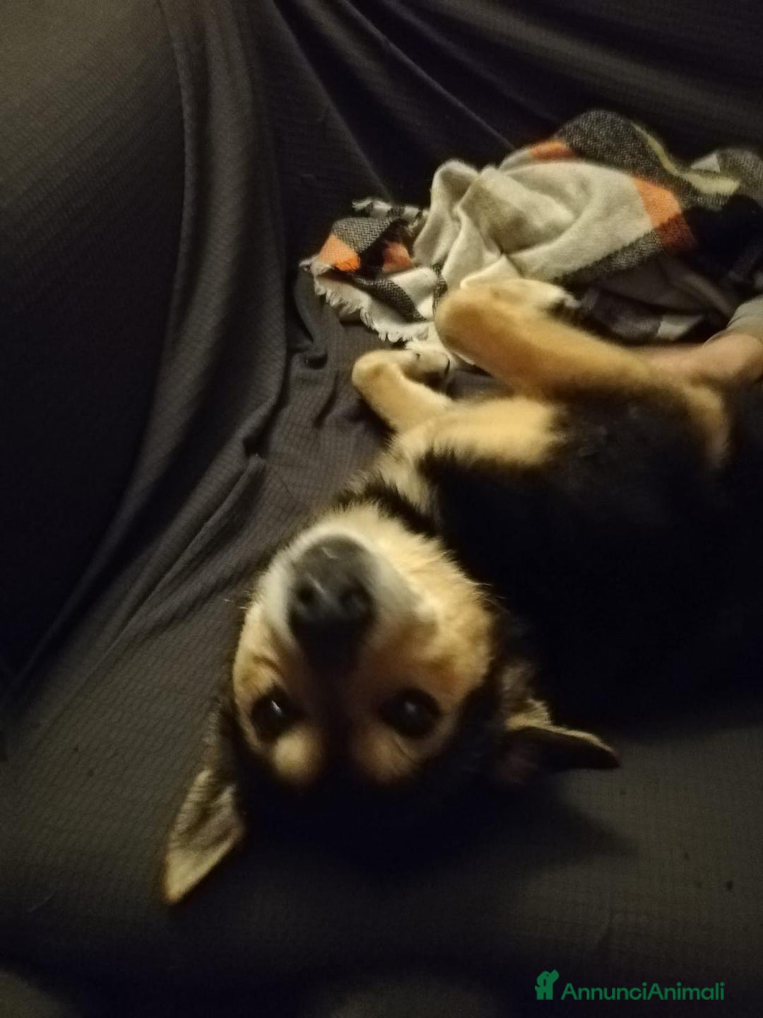 Meticcio cani in regalo: ACHILLE, 6 ANNI, TG PICCOLA, 9.5 KG. a Provincia di Bergamo - Immagine 4