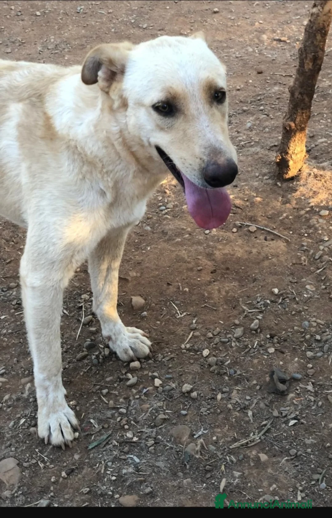 Meticcio cani in regalo: Zaira mix Pastore Ted.splendida,in canile.CALABRIA a Città metropolitana di Milano - Annuncio 3