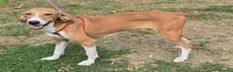 Segugio cani in regalo: Cassandra 1 anno segugia - Annuncio 2