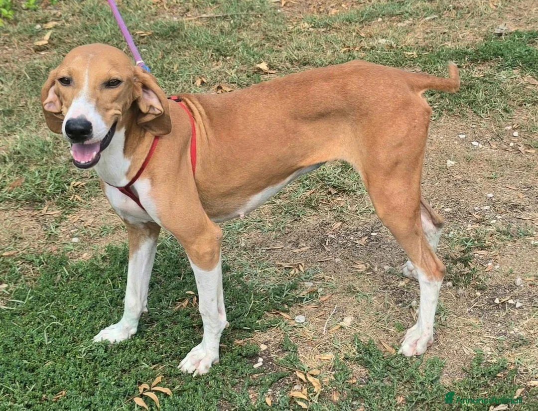 Segugio cani in regalo: Cassandra 1 anno segugia - Annuncio 2