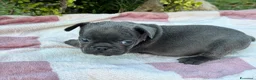 Bulldog Francese cani in vendita: Cuccioli bulldog francese  - Annuncio 6