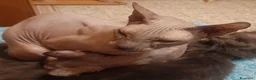 Sphynx gatti in vendita: Don Spynx Blu - Annuncio 3