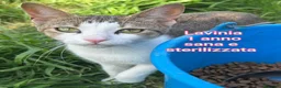 Meticcio gatti in regalo: GATTINI SOLI E BISOGNOSI  a Città Metropolitana di Genova - Annuncio 10