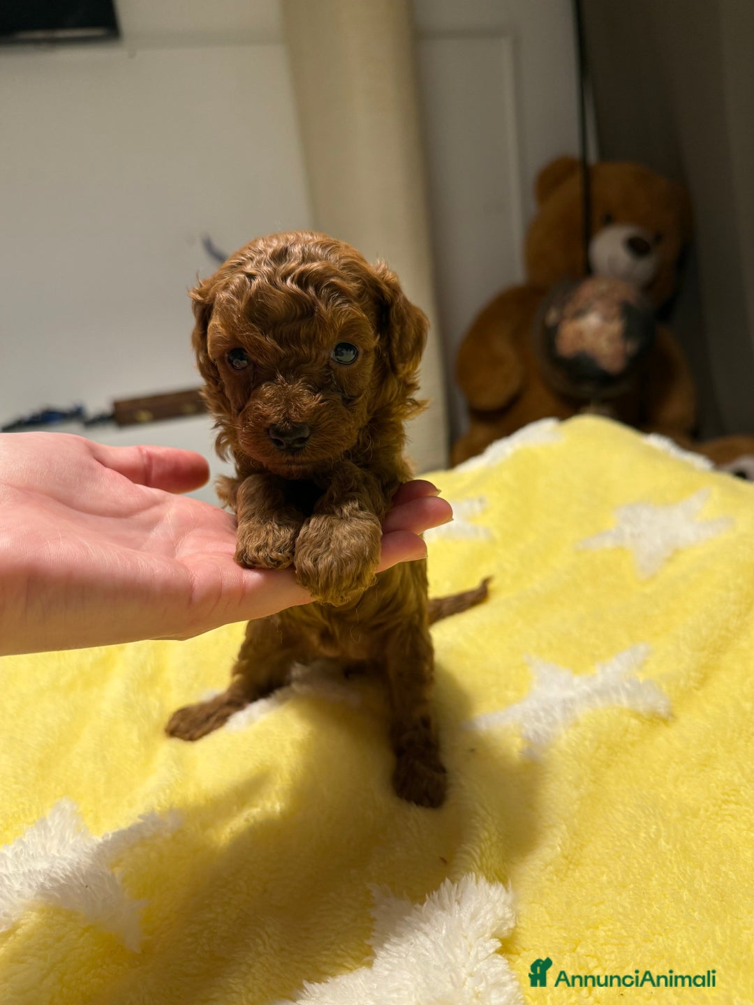 Barboncino Toy cani in vendita: Cuccioli barboncino toy e mini toy red - Annuncio 1