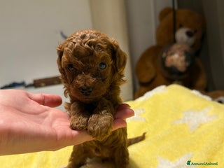 Barboncino Toy cani Cuccioli barboncino toy e mini toy red - Annuncio 16