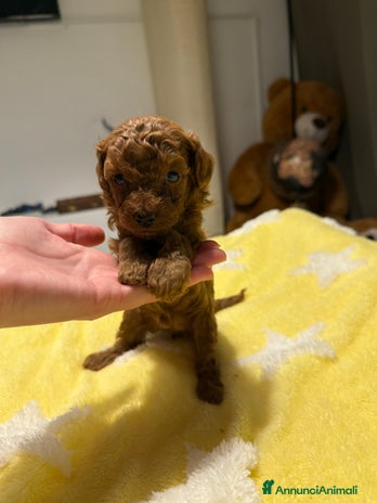 Barboncino Toy cani Cuccioli barboncino toy e mini toy red - Annuncio 1