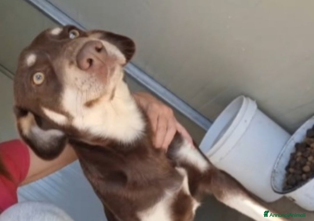 Meticcio cani in regalo: Tommy 2anni marrone occhi ambra da cucciolo in box - Annuncio 2