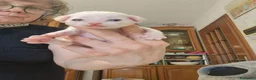 Devon Rex gatti in vendita: Cuccioli devon rex.  - Annuncio 4