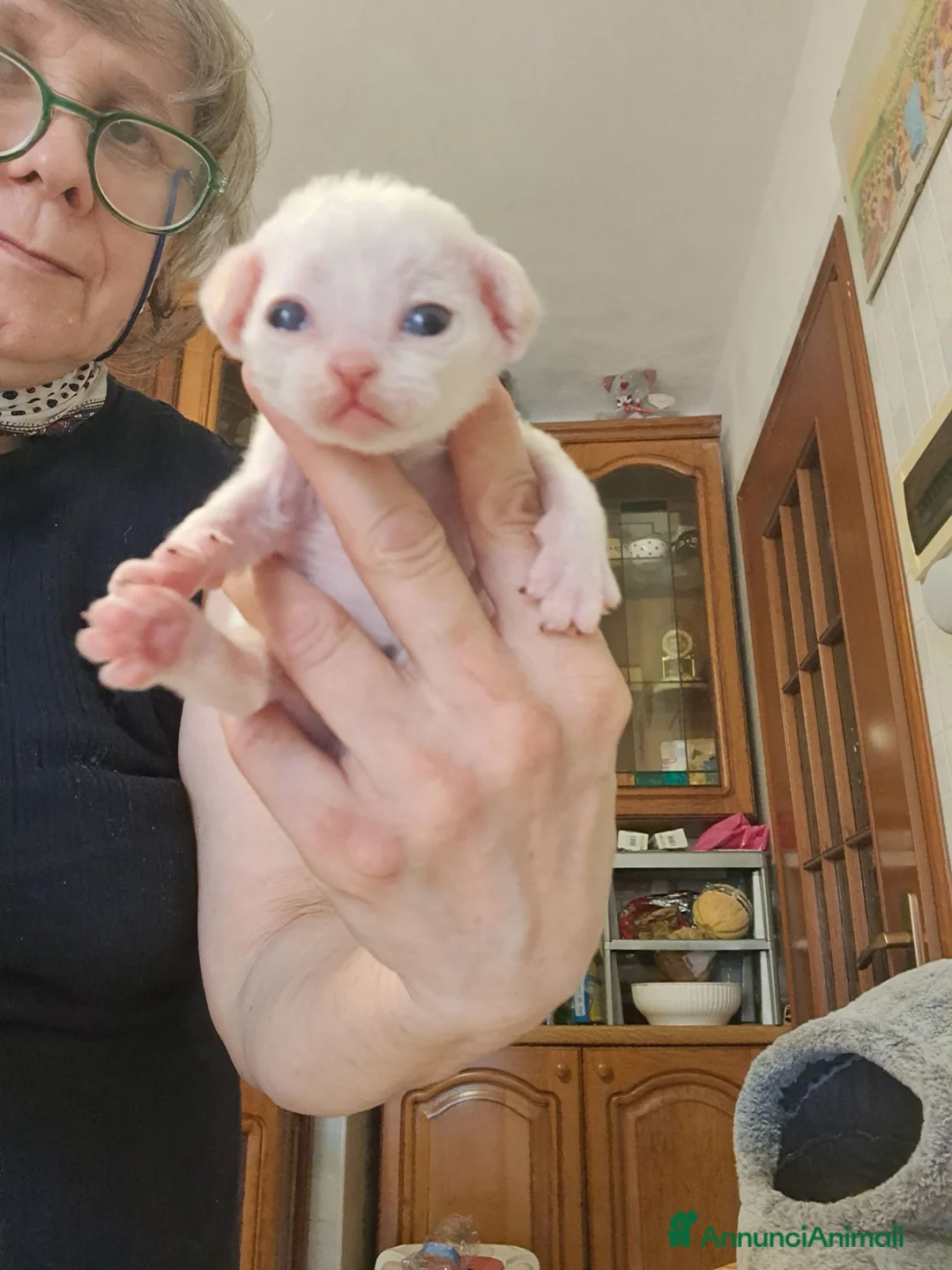 Devon Rex gatti in vendita: Cuccioli devon rex.  - Annuncio 4
