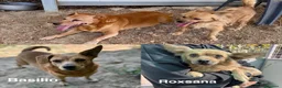 Meticcio cani in regalo: Roxana e Basilio: adozione di coppia nonnini - Annuncio 1