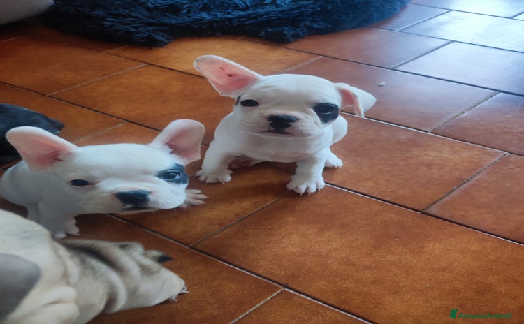 Bulldog Francese cani a Città metropolitana di Milano - Annuncio 14