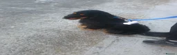 Cocker cani in vendita: Cedo cocker di due anni - Annuncio 3