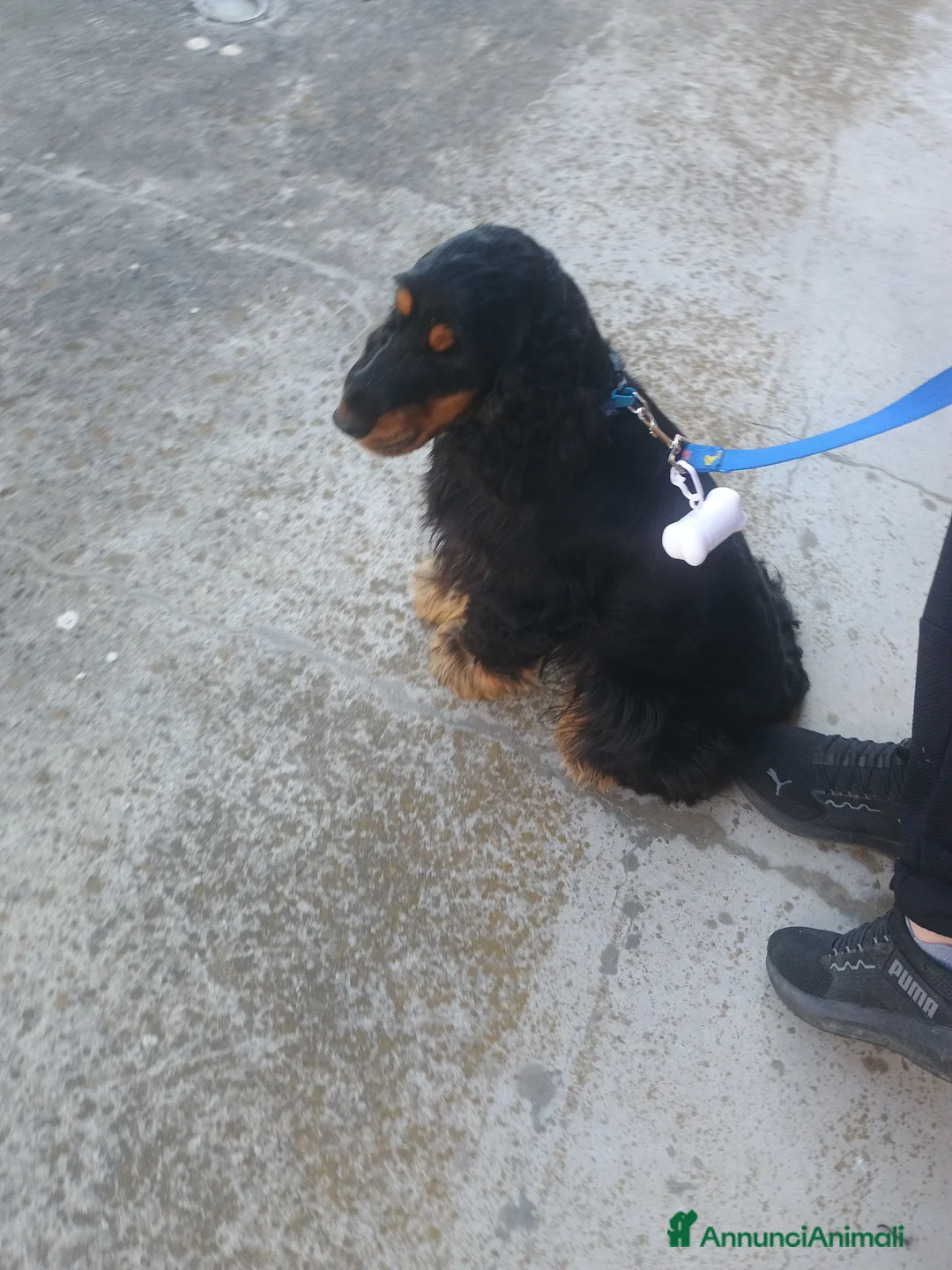 Cocker cani in vendita: Cedo cocker di due anni - Annuncio 3