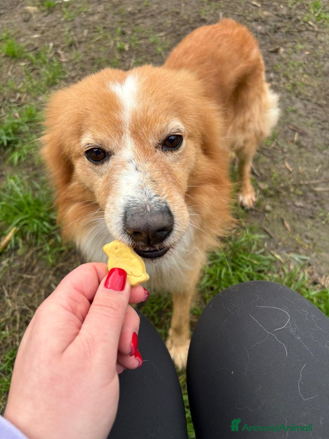 Meticcio cani in regalo: RICKY. 💙 - simil volpino taglia piccola - Annuncio 11