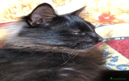 Europeo gatti in regalo: Gattini  - Annuncio 7