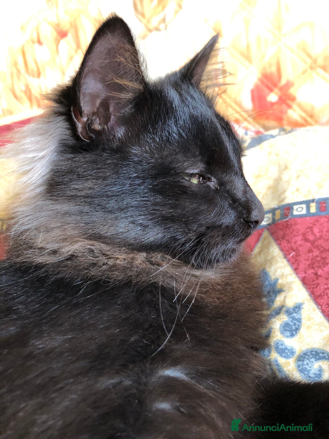 Europeo gatti in regalo: Gattini  - Annuncio 7