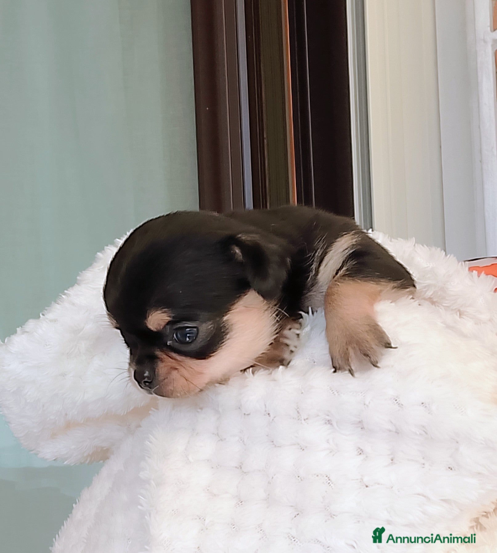 Chihuahua cani Chihuahua pedigree ENCI  - Annuncio 5