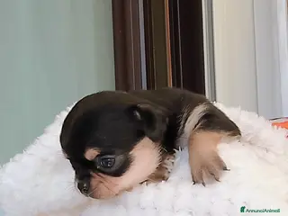 Chihuahua cani Chihuahua pedigree ENCI - Annuncio 5