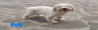 Lagotto 2