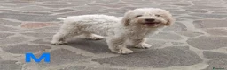 Lagotto cani in vendita: Cuccioli di Lagotto Romagnolo con Pedigree ROI - Annuncio 9