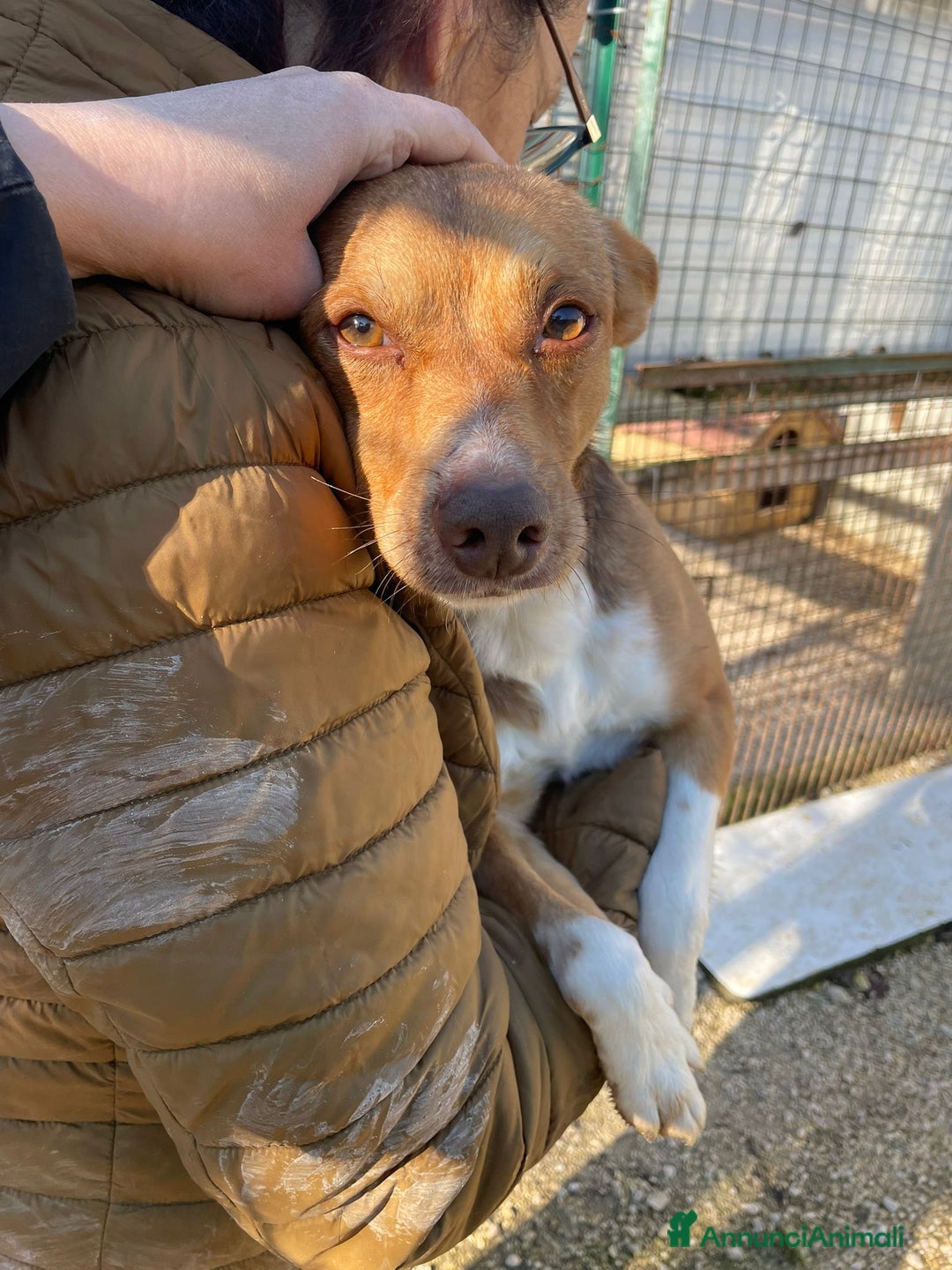 Meticcio cani in regalo: ADOTTA QUESTO PICCINO - Annuncio 1