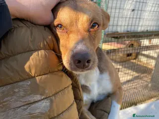 Meticcio cani ADOTTA QUESTO PICCINO - Annuncio 28