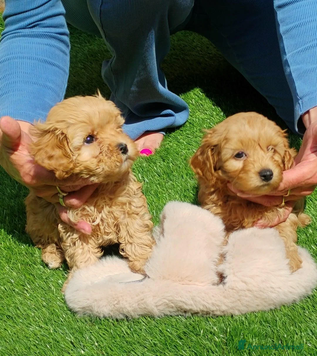 Meticcio cani in vendita: Cucciolata di 4 maschietti di Maltipoo - Annuncio 16