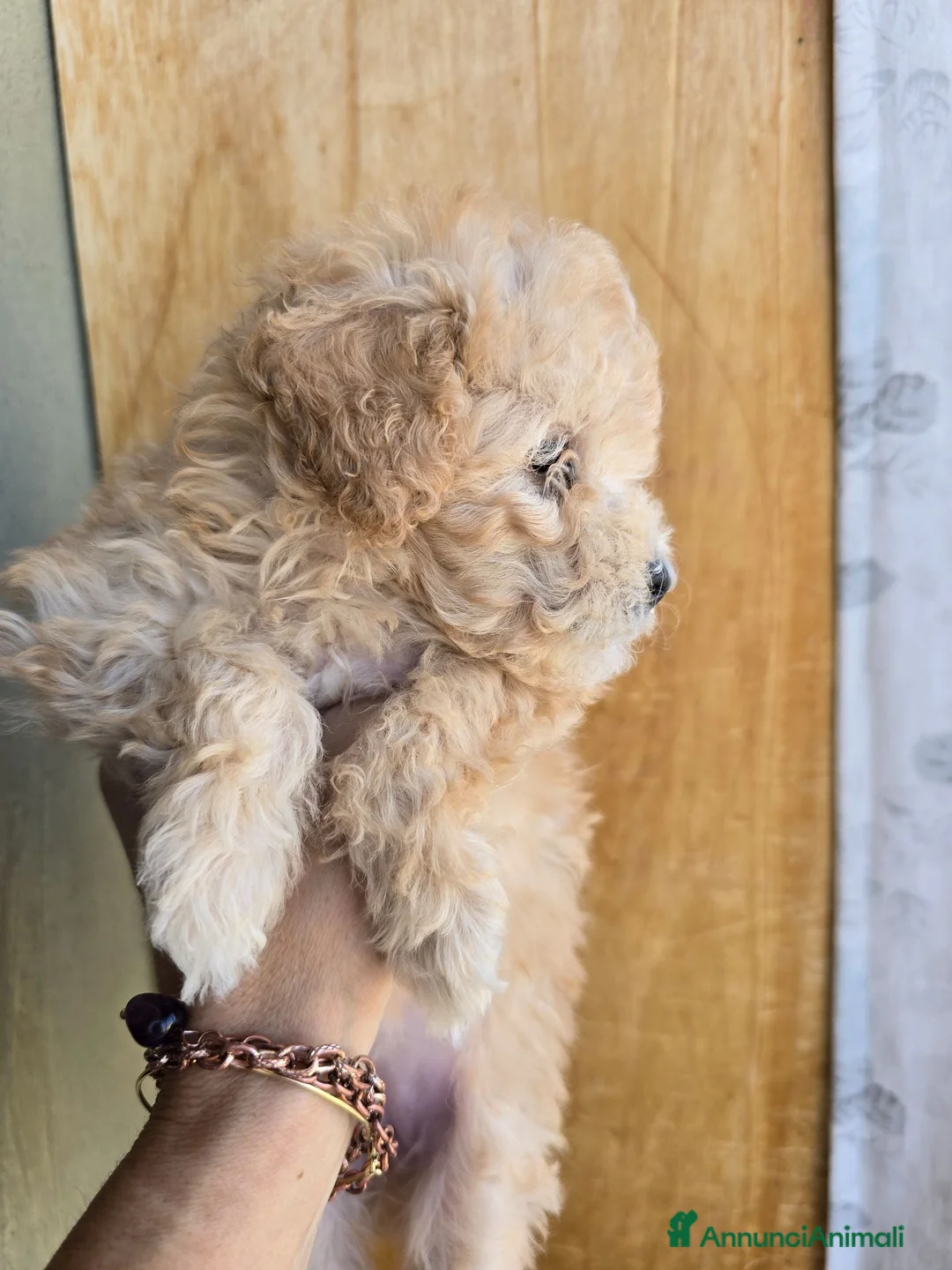 Barboncino Toy cani in vendita: Disponibile barboncina toy  - Annuncio 2