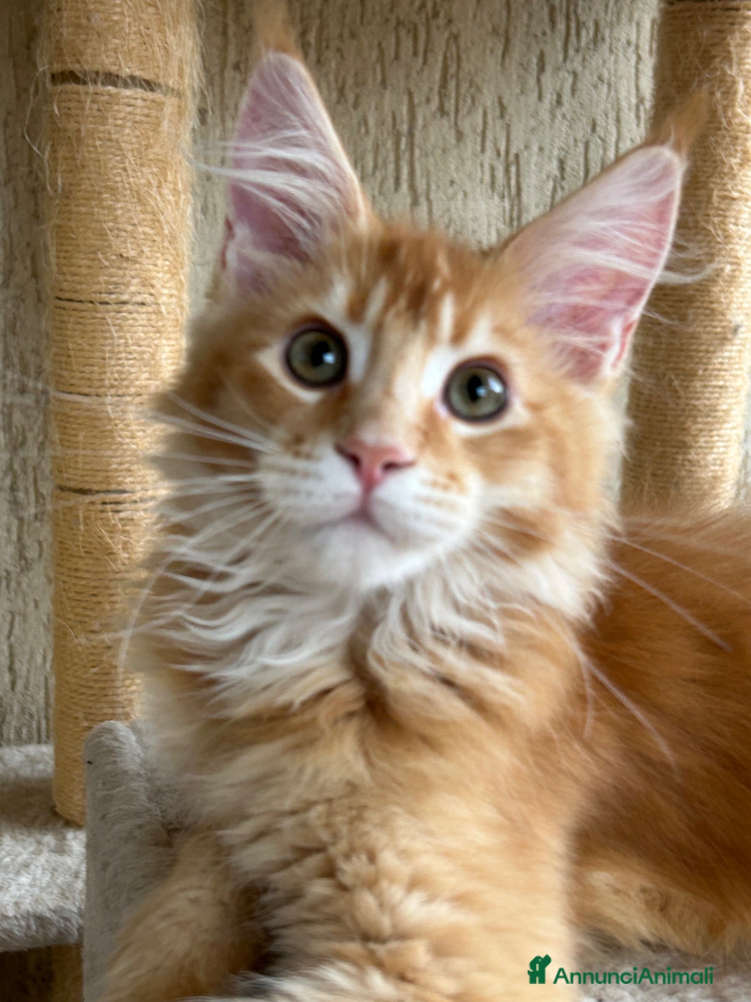 Maine Coon gatti Maine Coon  - Annuncio 12