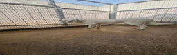 Meticcio cani in regalo: Chiara: giovane, socievole ed equilibrata - Annuncio 21
