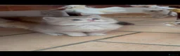 British gatti in vendita: Stupendi cuccioli di British  a Provincia di Perugia - Annuncio 7