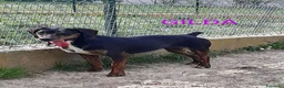 Segugio cani in regalo: GILDA buona con tutti i cani! a Città Metropolitana di Torino - Annuncio 6