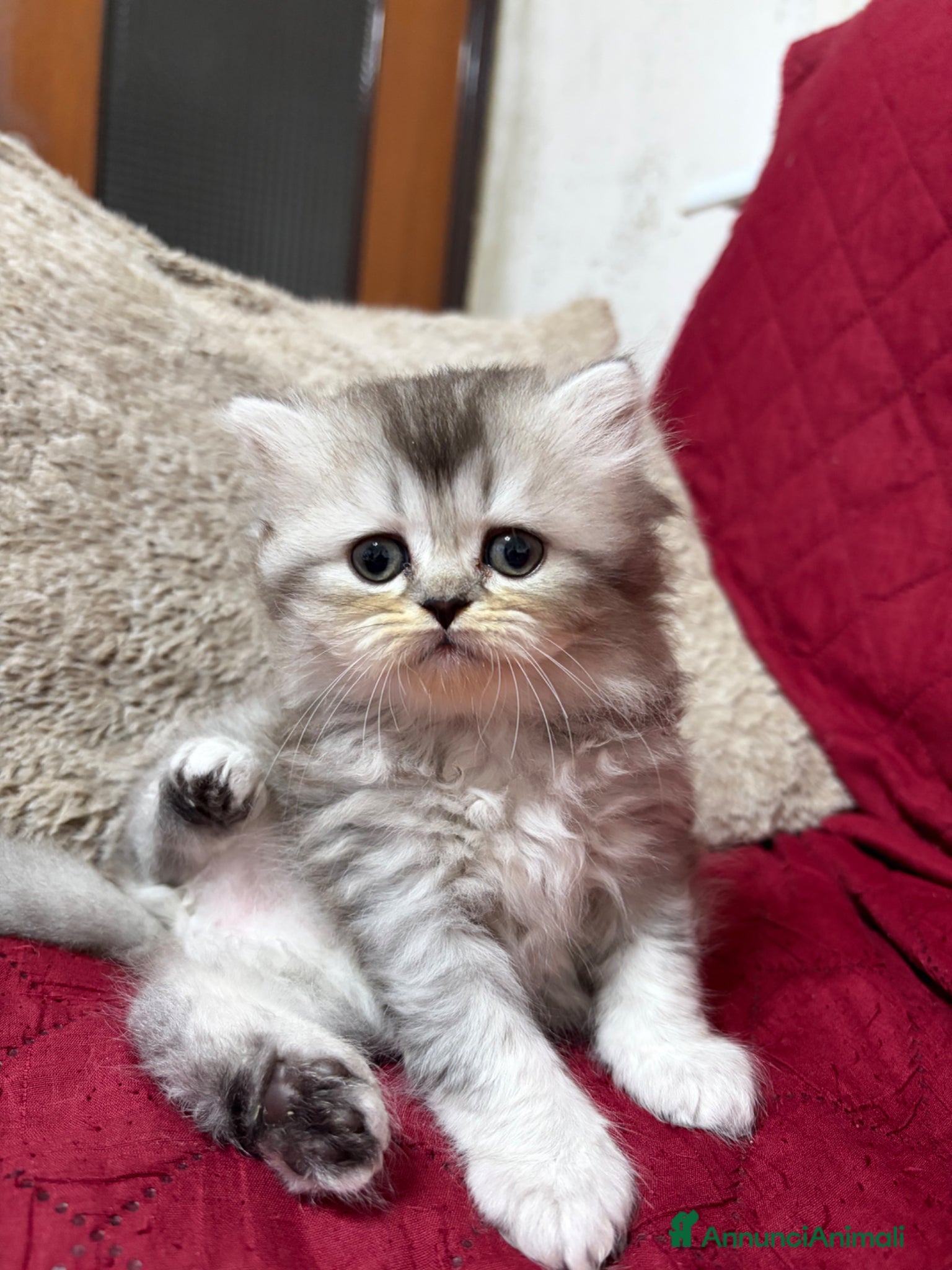 Scottish gatti Gattini Scottish - Annuncio 8