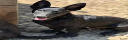 Meticcio cani in regalo: ELIO, fantastico lupetto mignon! TG MEDIO PICCOLA - Annuncio 4