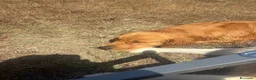 Golden Retriever cani in vendita: Cuccioli di golden Retriever  - Annuncio 9