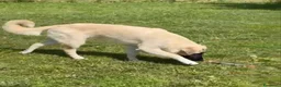 Meticcio cani in regalo: Albicocca: 7 mesi adozione del cuore  - Annuncio 3