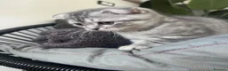 Scottish gatti in vendita: Schottish fold - Annuncio 1