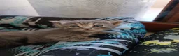 Certosino gatti in vendita: Gattini Svezzati e abituati alla lettiera  - Annuncio 12