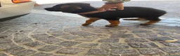 Pastore Tedesco cani in vendita: Cuccioli da esposizione  - Annuncio 7