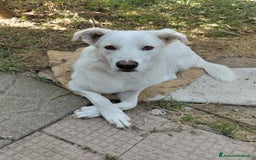 Meticcio cani in regalo: TEDDY DOLCISSIMO CUCCIOLONE a Provincia di Varese - Immagine 3