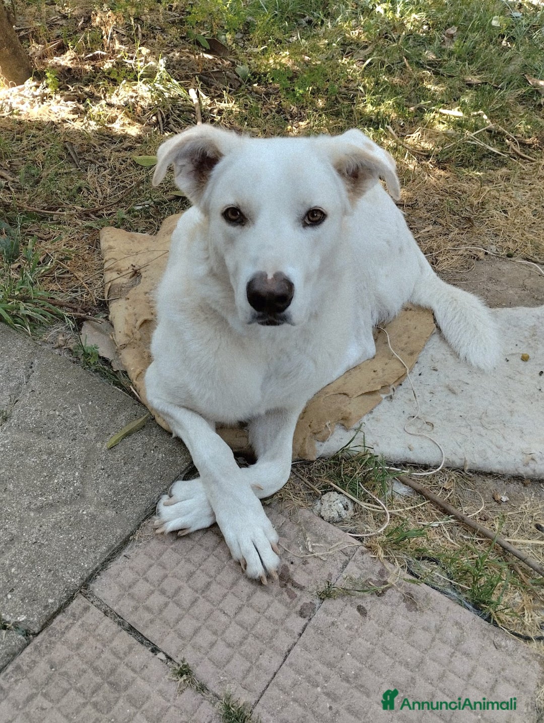 Meticcio cani in regalo: TEDDY DOLCISSIMO CUCCIOLONE a Provincia di Varese - Immagine 3