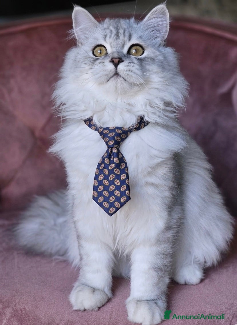 Scottish gatti Scottish longhair certificato afef - Annuncio 10