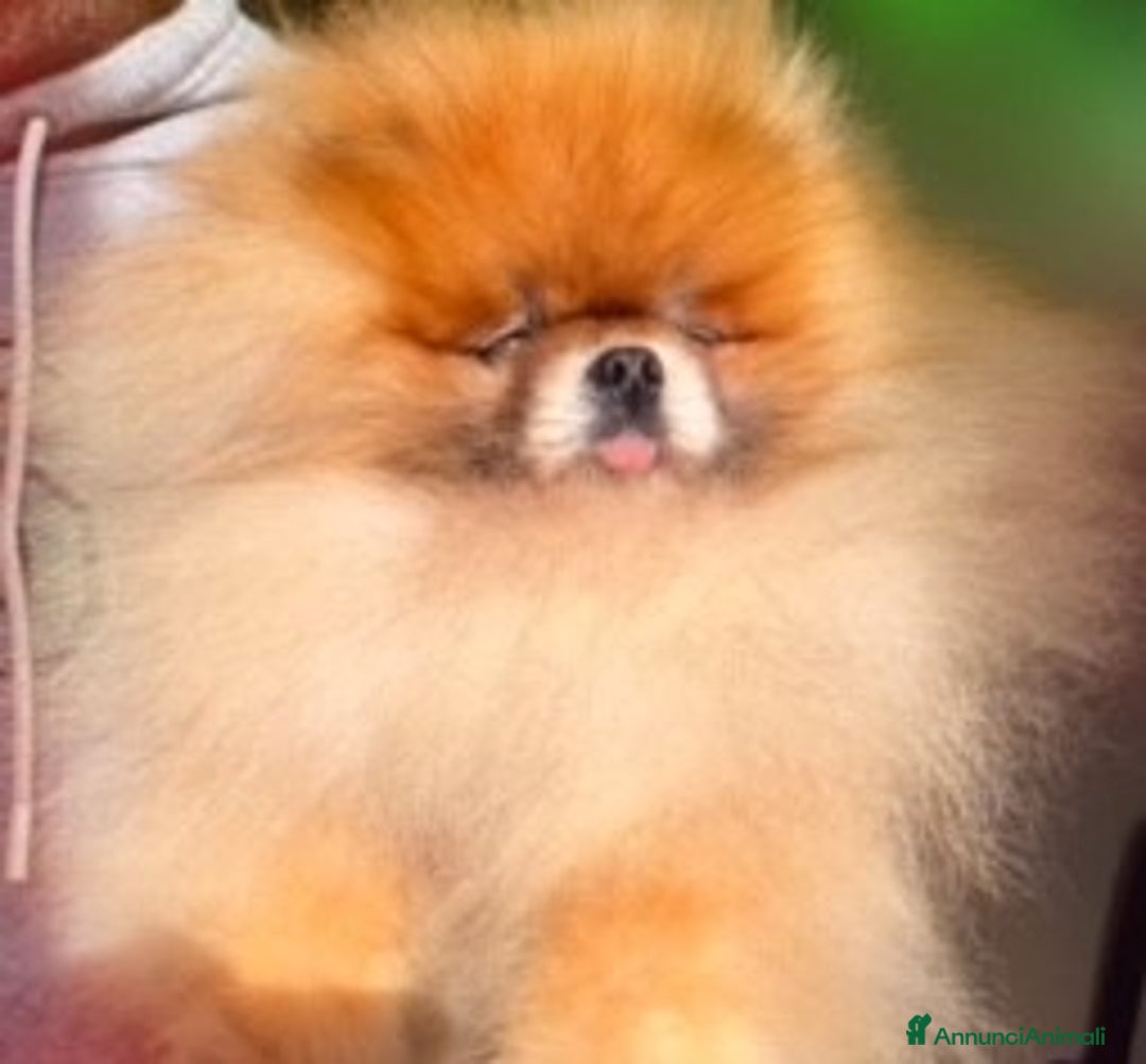 Volpino Pomerania cani in vendita: Fantastico Pomerania nano adolescente  a Città Metropolitana di Bologna - Annuncio 2