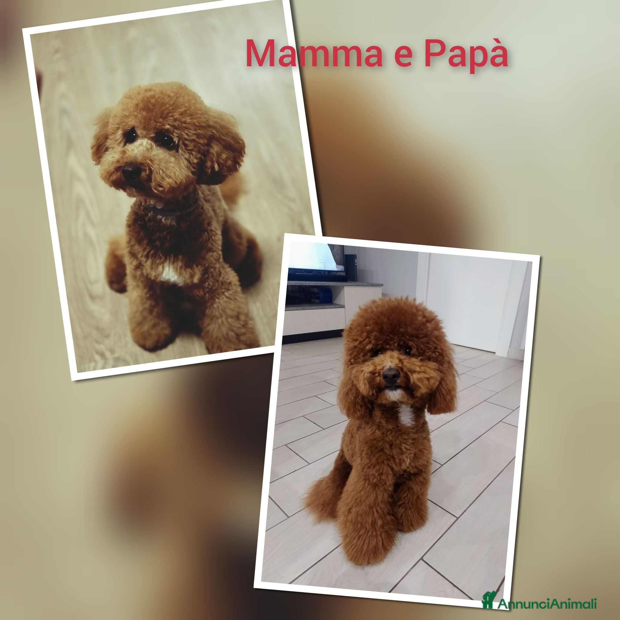 Barboncino cani Barboncini Red - Annuncio 2