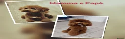 Barboncino cani in vendita: Barboncini Red - Annuncio 1
