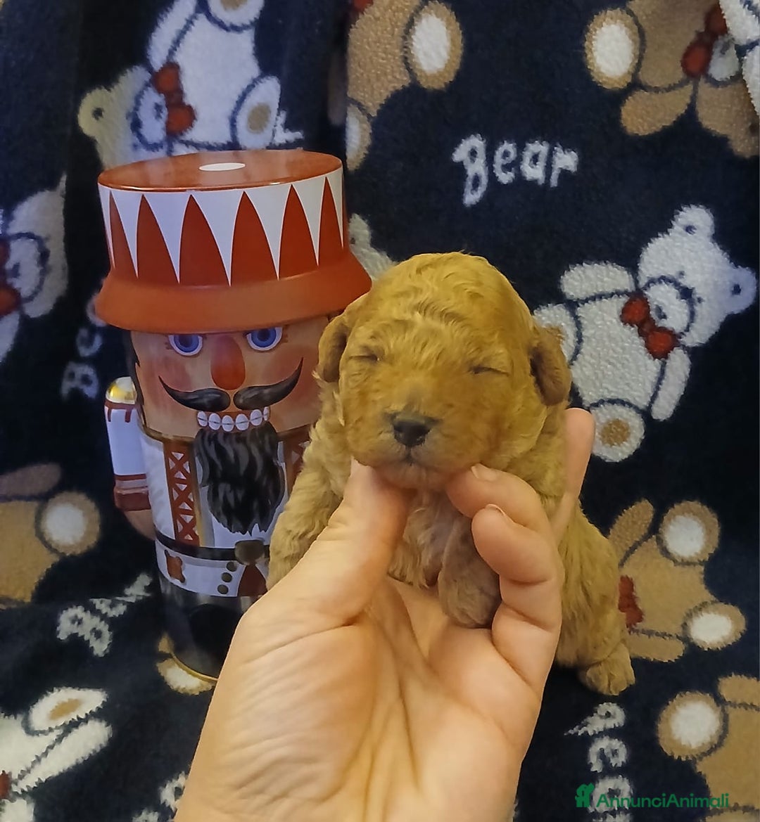 Barboncino Toy cani in vendita: Barboncini toy  - Annuncio 9